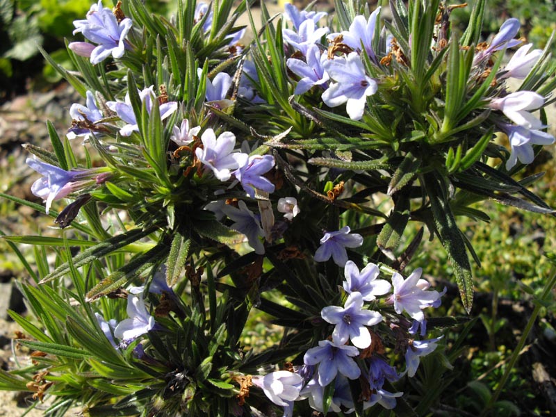 Lithodora zahnii en fleurs sur les garrigues calcaires du Péloponnèse